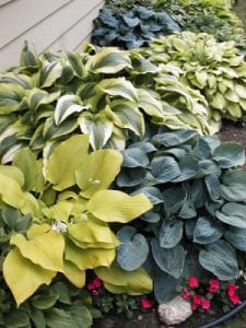 Hostas Plants & Shrubs Omaha Nursery