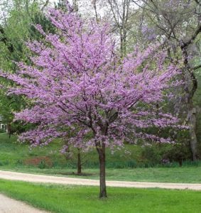redbud flowering tree