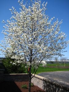 Flowering Serviceberry Trees