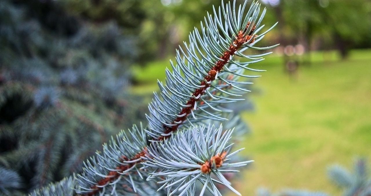 Blue Spruce trees