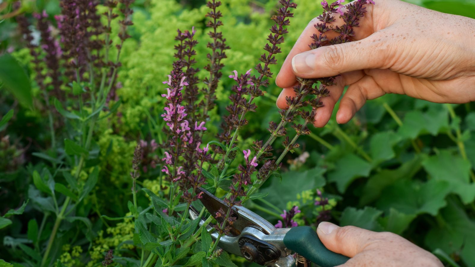 Fall Pruning: Which Plants to Cut Back and Which to Leave Alone for Healthy Growth