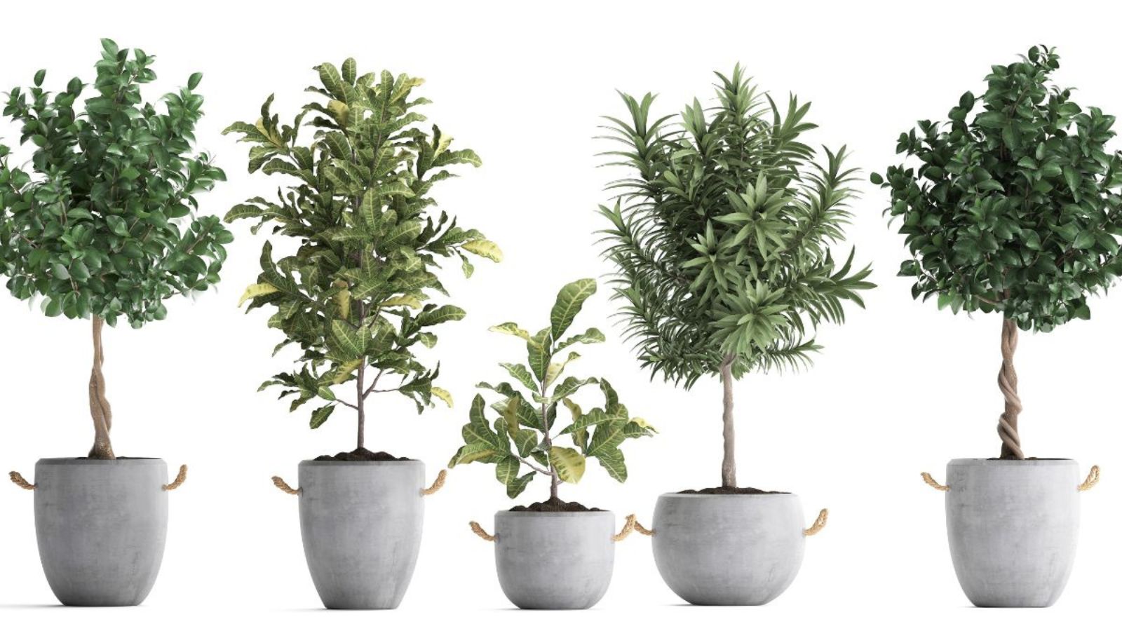 Indoor Trees vs. Outdoor Trees: How Care Differs and What They Have in Common 