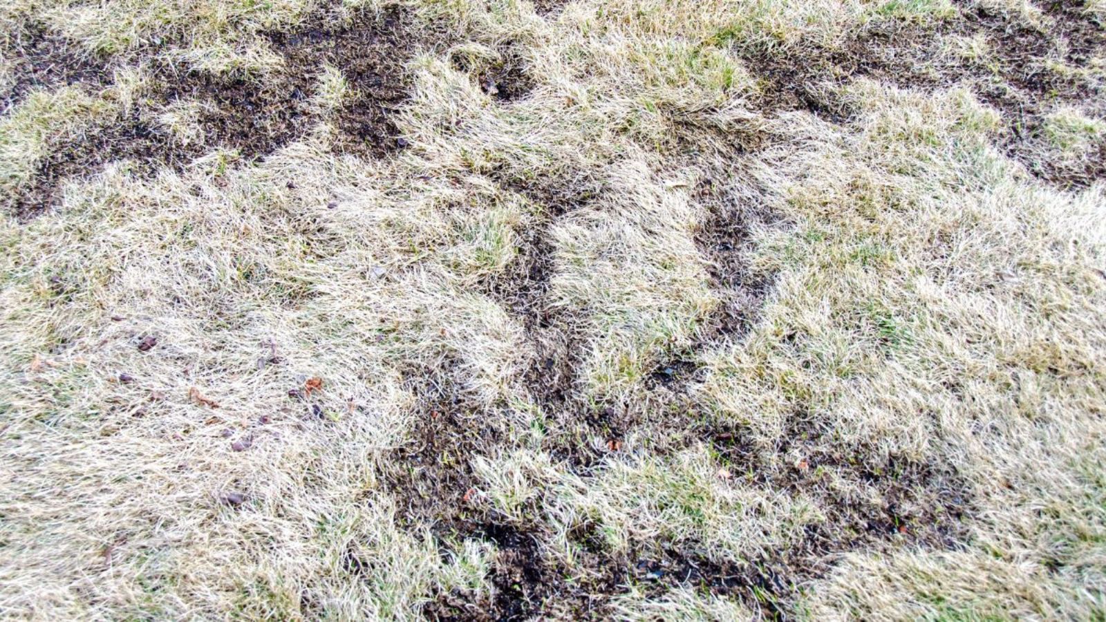 The Ugly Truth About Your Post-Winter Yard (And 5 Easy Fixes Before May)