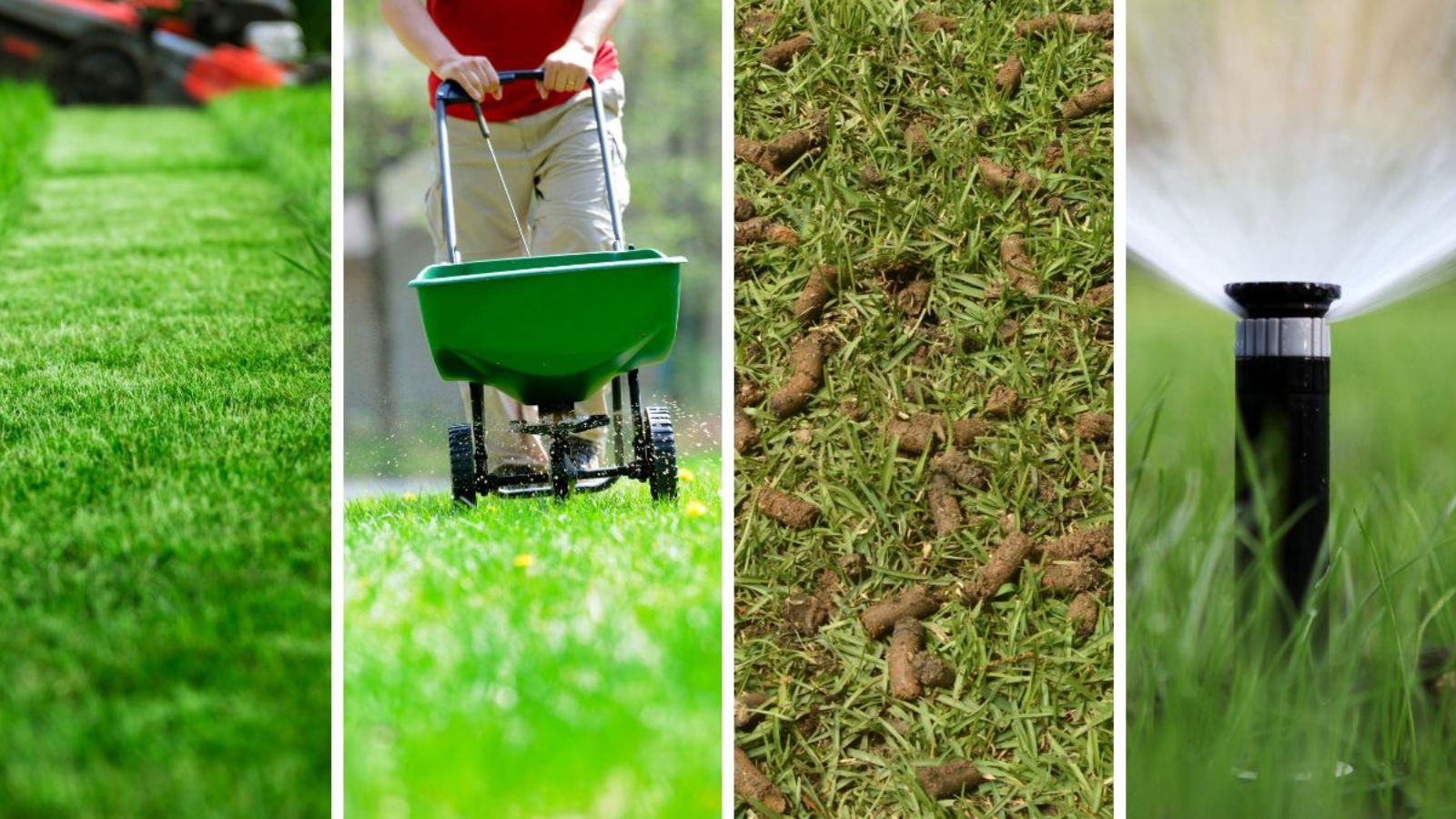 What Are the Top Lawn Care Tips From the Pros for a Lush Summer Lawn